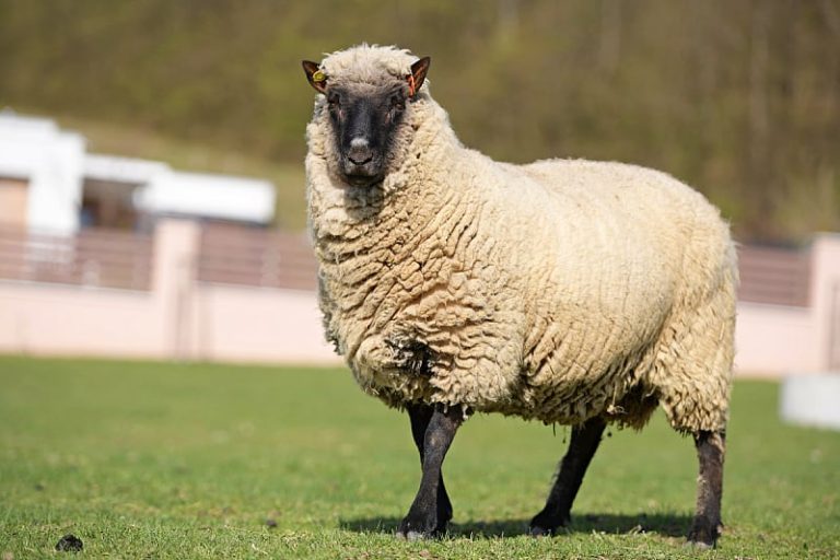 Kurban