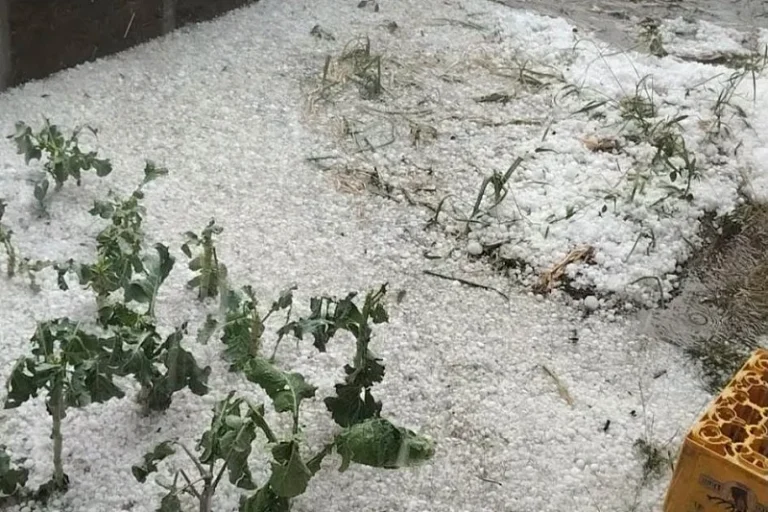 nevesinje