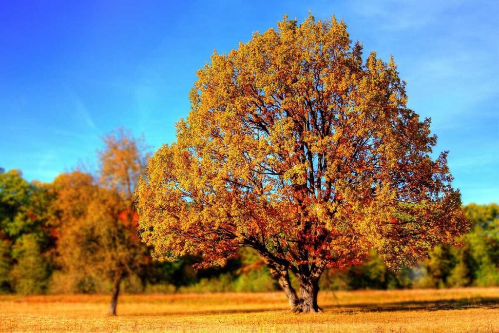 jesen-suma-drvo-sunce-vrijeme