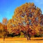 jesen-suma-drvo-sunce-vrijeme
